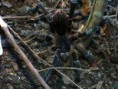 /album/arachnida/eupalaestrus-weijenberghi-m-jpg/